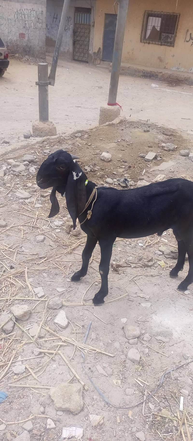 bakra sell 0