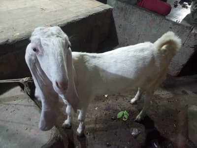 Gulabi path 2 dant full active shoq wali chez ha