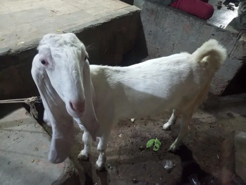 Gulabi path 2 dant full active shoq wali chez ha