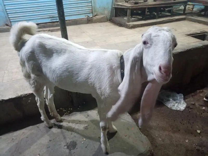 Gulabi path 2 dant full active shoq wali chez ha — photo 4