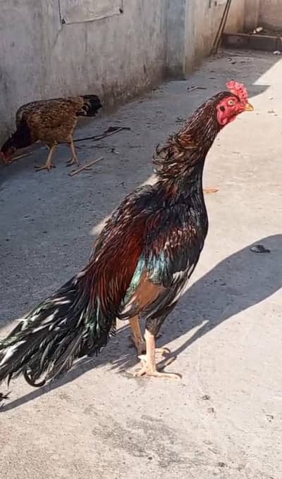 high quality chena WhatsApp 03105018400