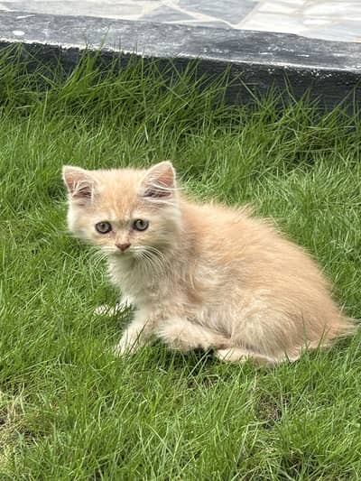 Ginger male kitten