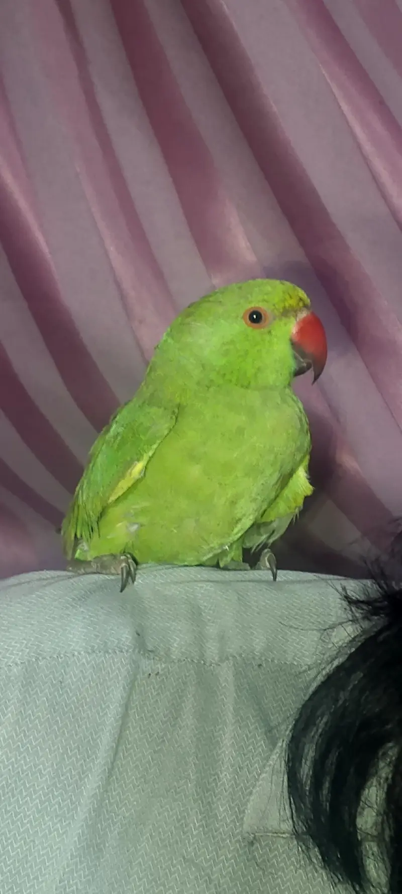 Green Indian ringneck parrot
