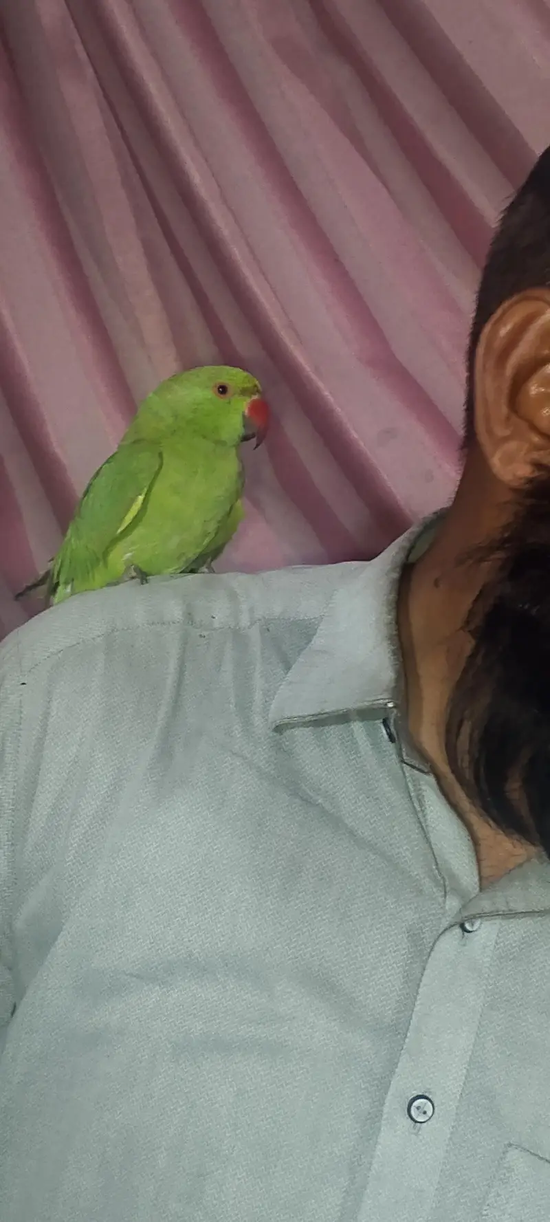 Green Indian ringneck parrot — photo 2