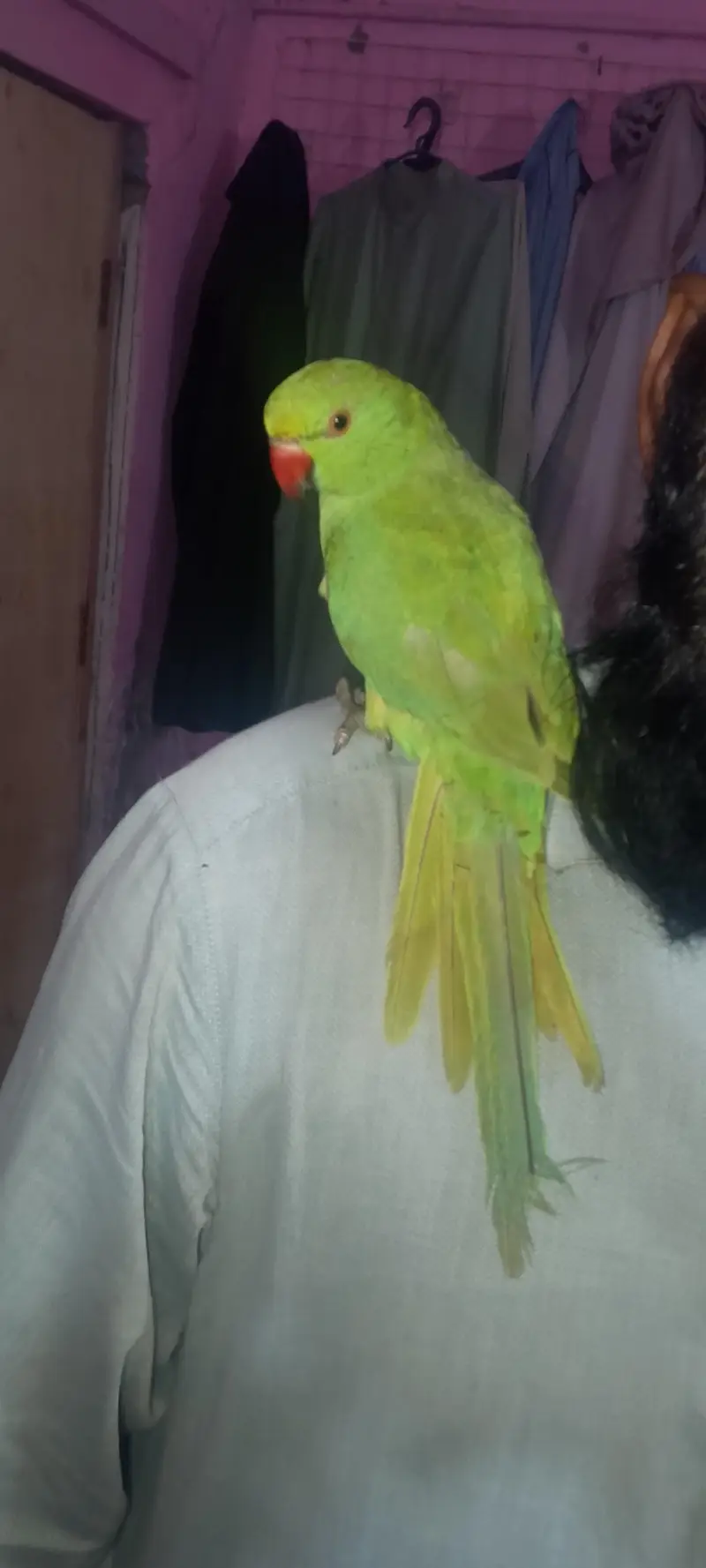 Green Indian ringneck parrot — photo 3