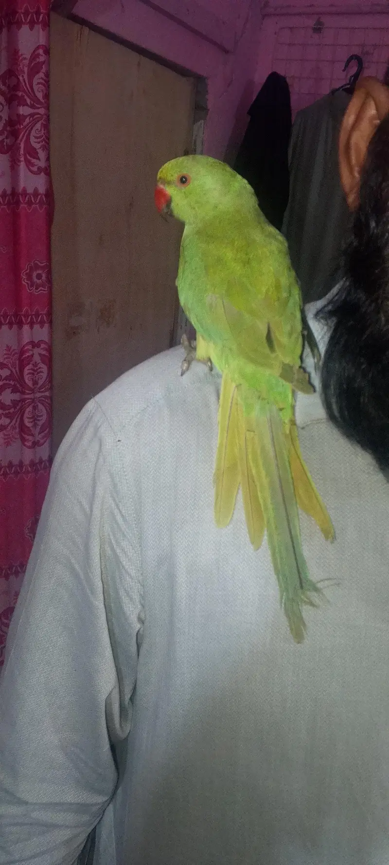 Green Indian ringneck parrot — photo 4