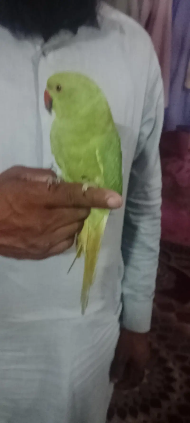 Green Indian ringneck parrot — photo 5