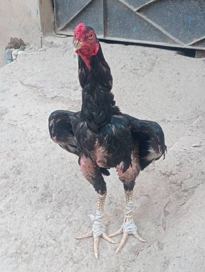 A1 QUALITY birds