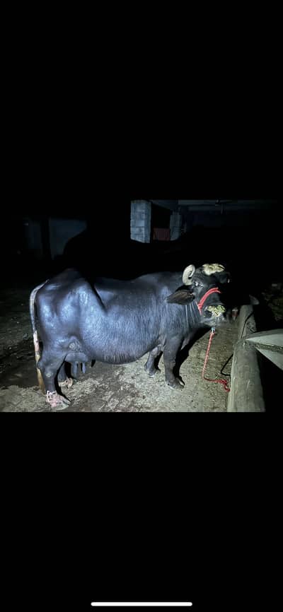 Buffalo For Sale 9kg Dudh hai
