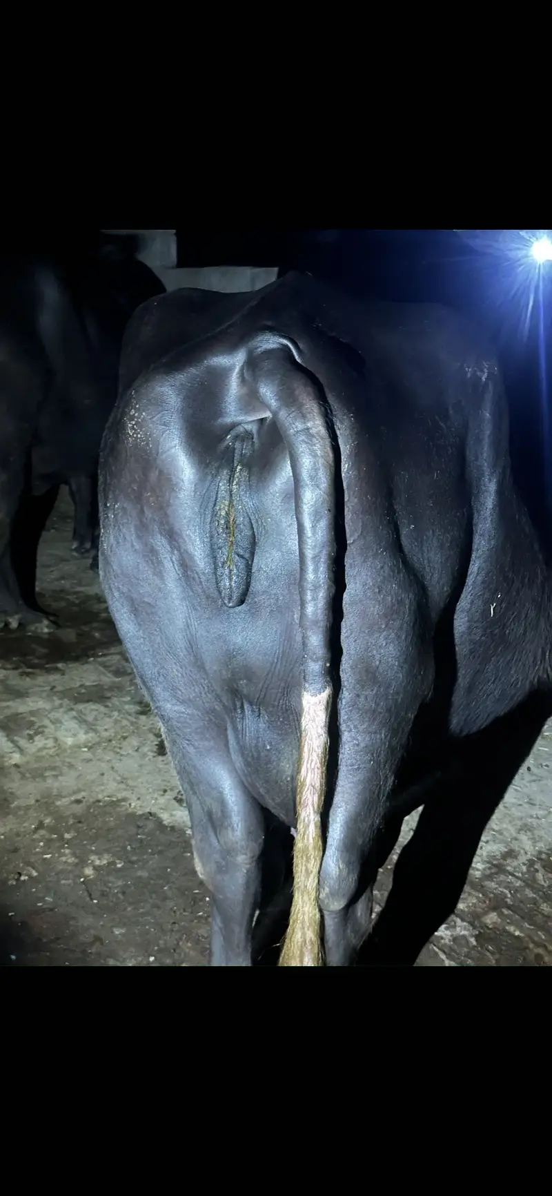 Buffalo For Sale 9kg Dudh hai — photo 2