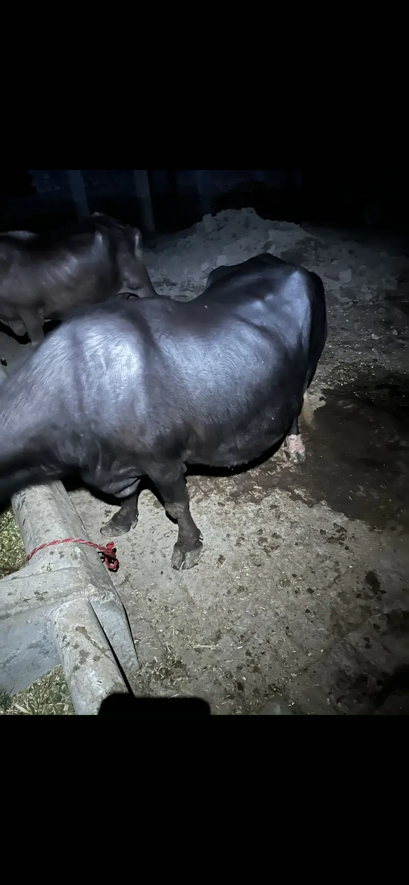 Buffalo For Sale 9kg Dudh hai — photo 4