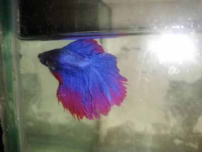 Albino oscar and Tiger oscar baby for sale