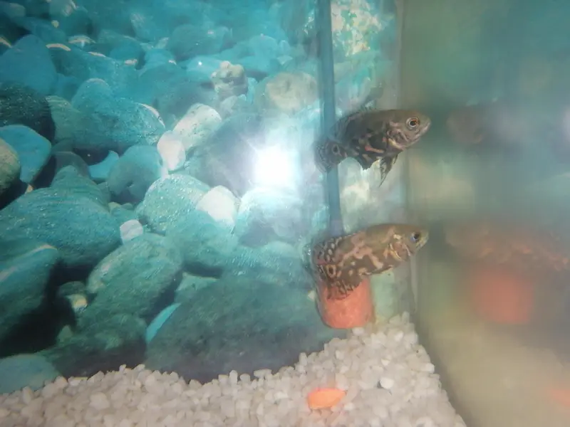 Albino oscar and Tiger oscar baby for sale — photo 8