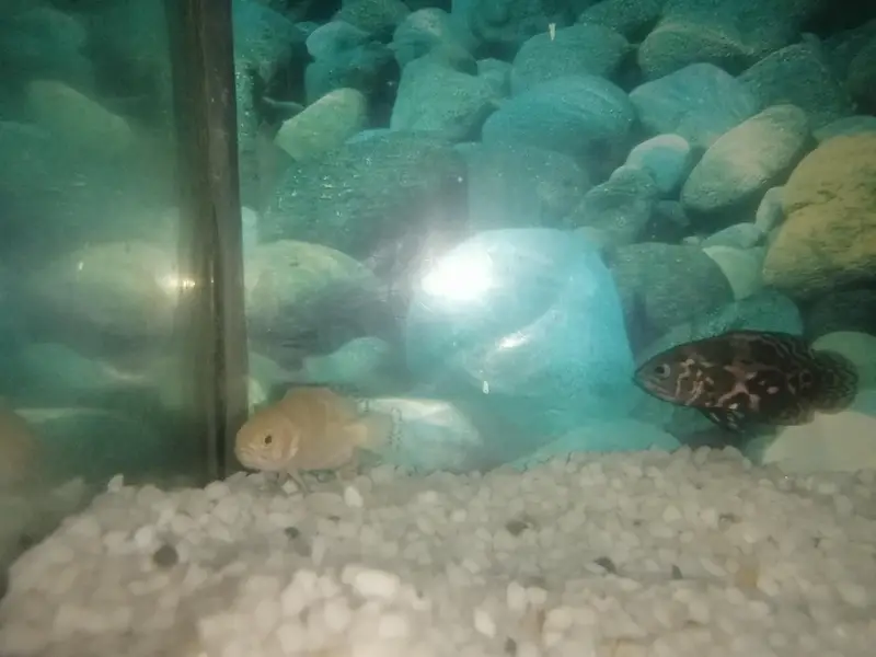 Albino oscar and Tiger oscar baby for sale — photo 11