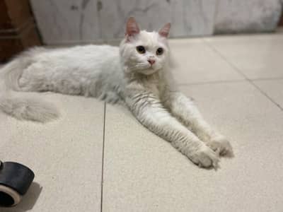 persian cat urgent sale single coted
