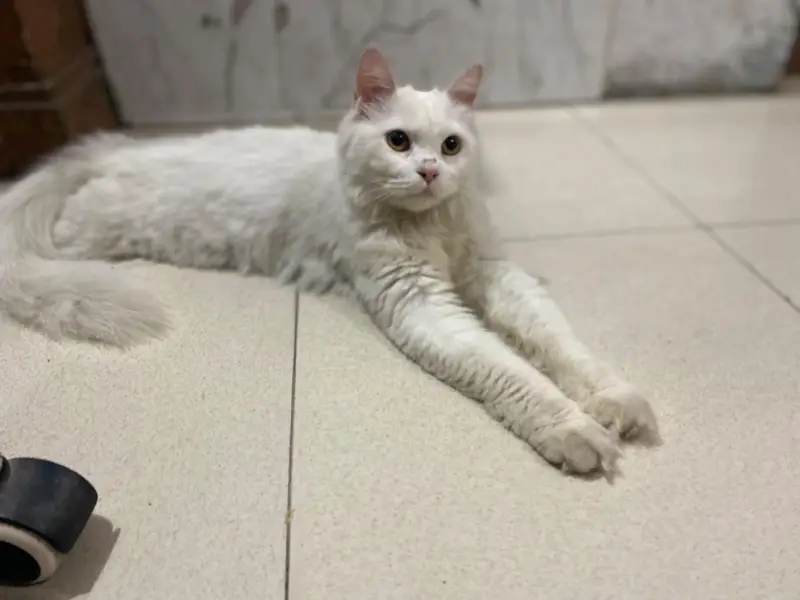 persian cat urgent sale single coted