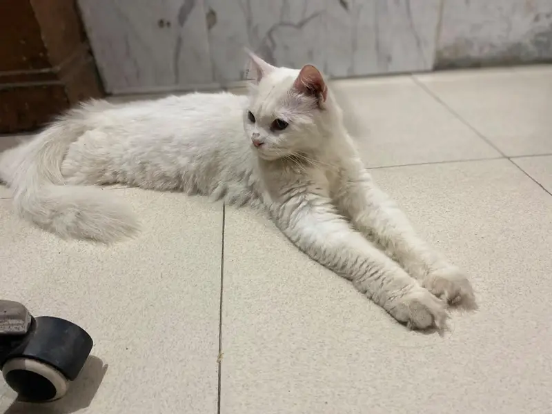 persian cat urgent sale single coted — photo 2