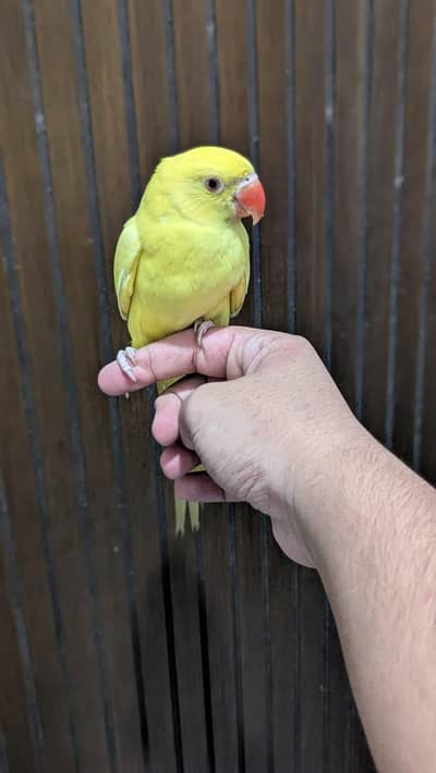 [ Raw ring neck conure ]