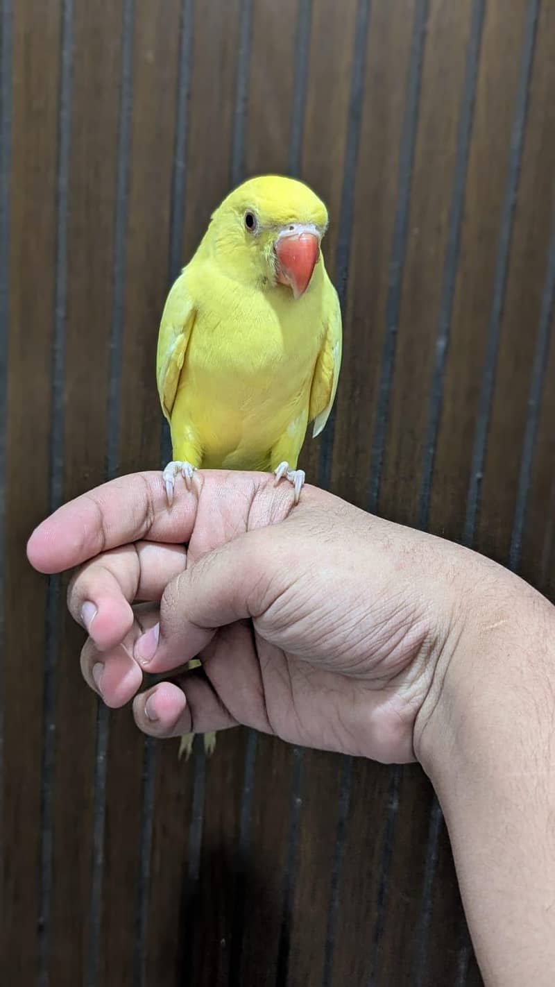 [ Raw ring neck conure ] 6