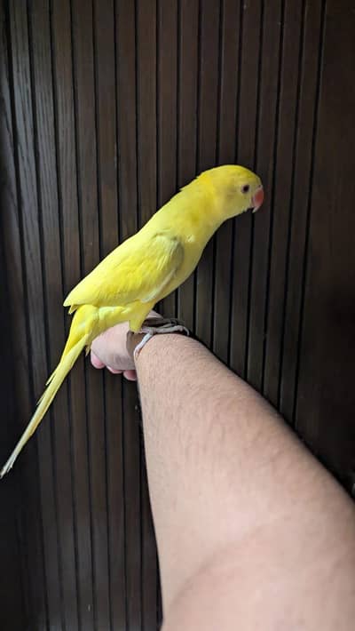 [ Raw ring neck conure ]