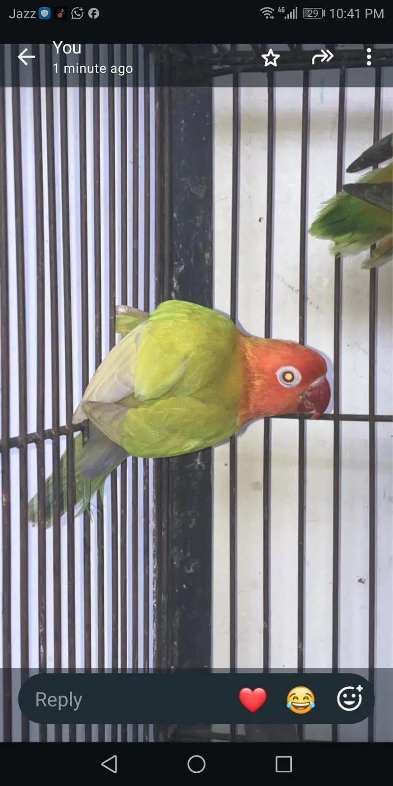 Palefallow Female With DNA