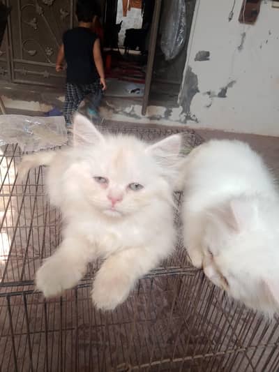 Persian baby
