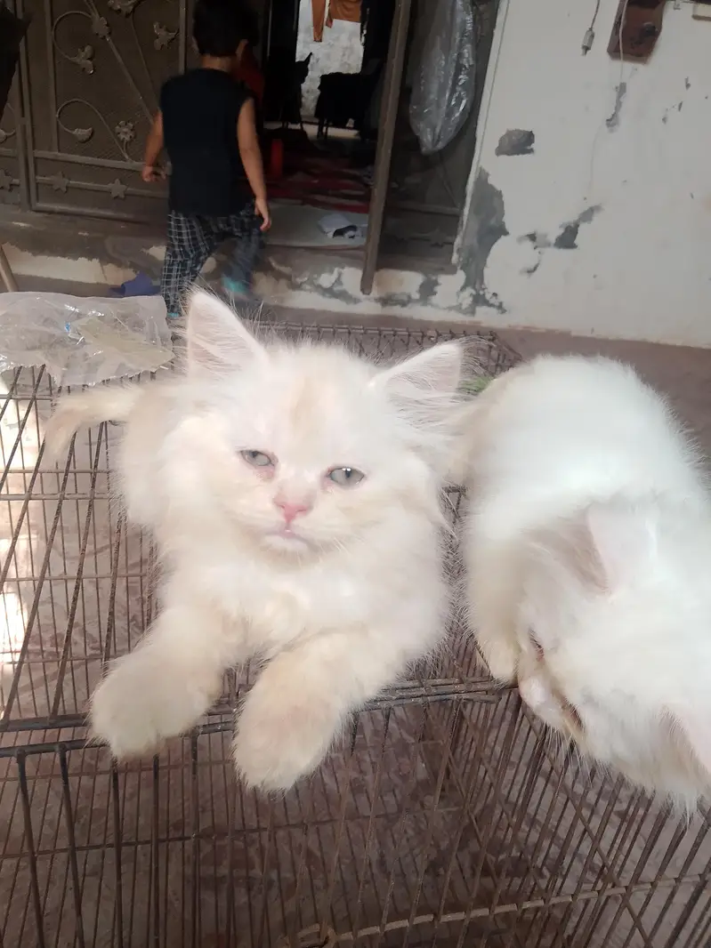 Persian baby