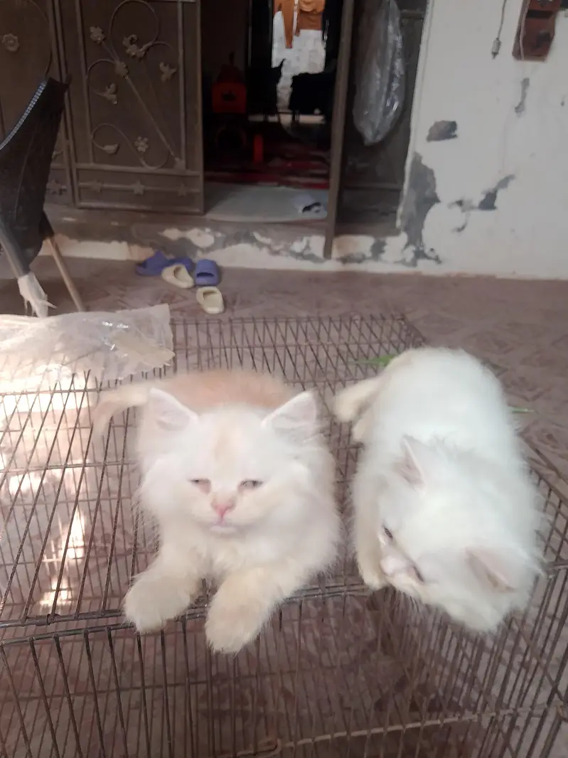 Persian baby — photo 2