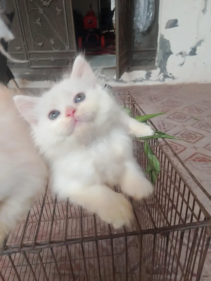 Persian baby — photo 3