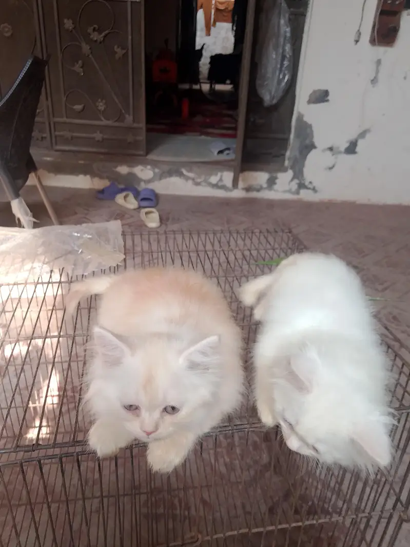 Persian baby — photo 4