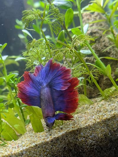 Betta fish male