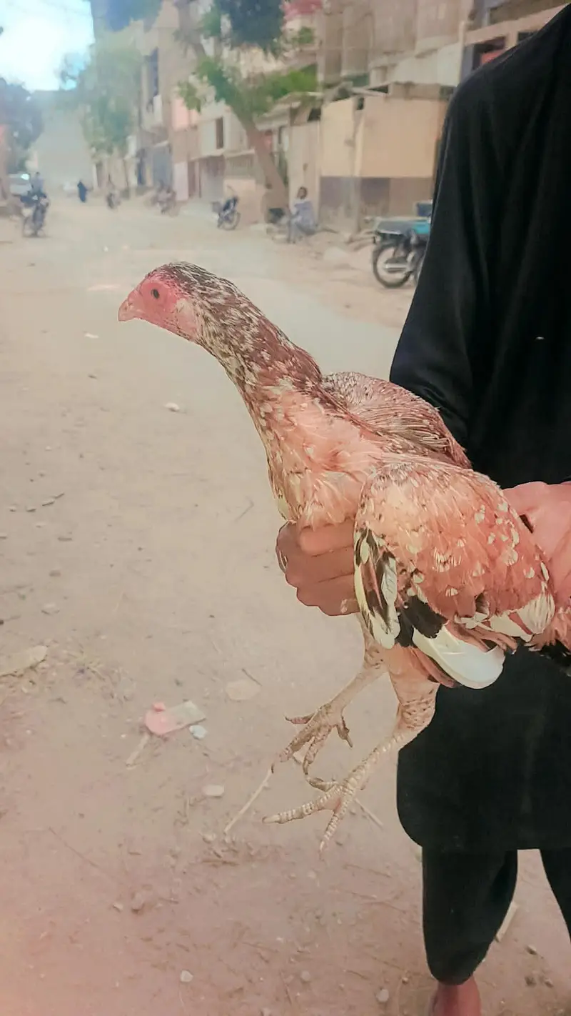 bhot hi payari murgi or murga hain — photo 2