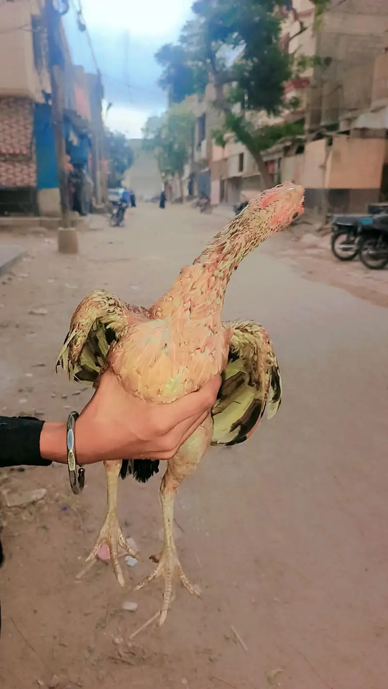 bhot hi payari murgi or murga hain — photo 3