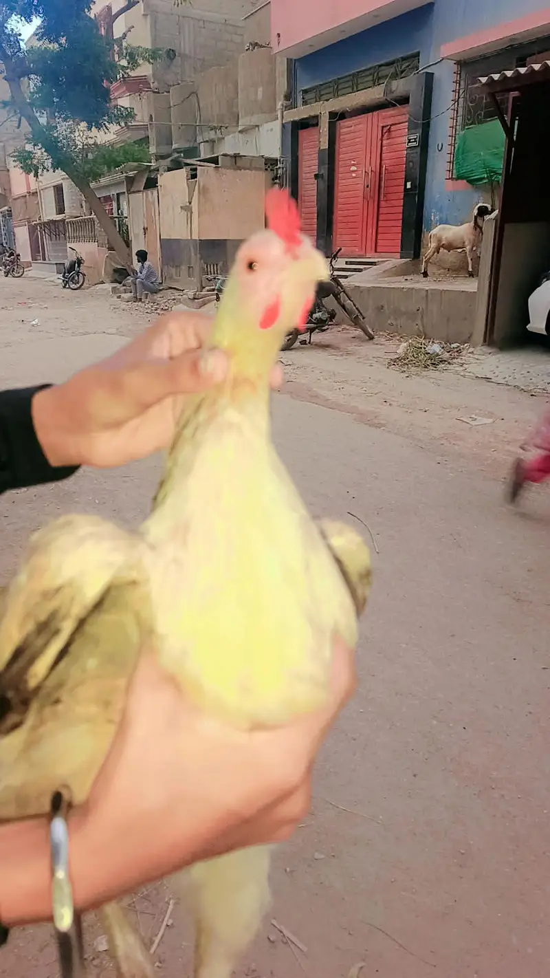 bhot hi payari murgi or murga hain — photo 4