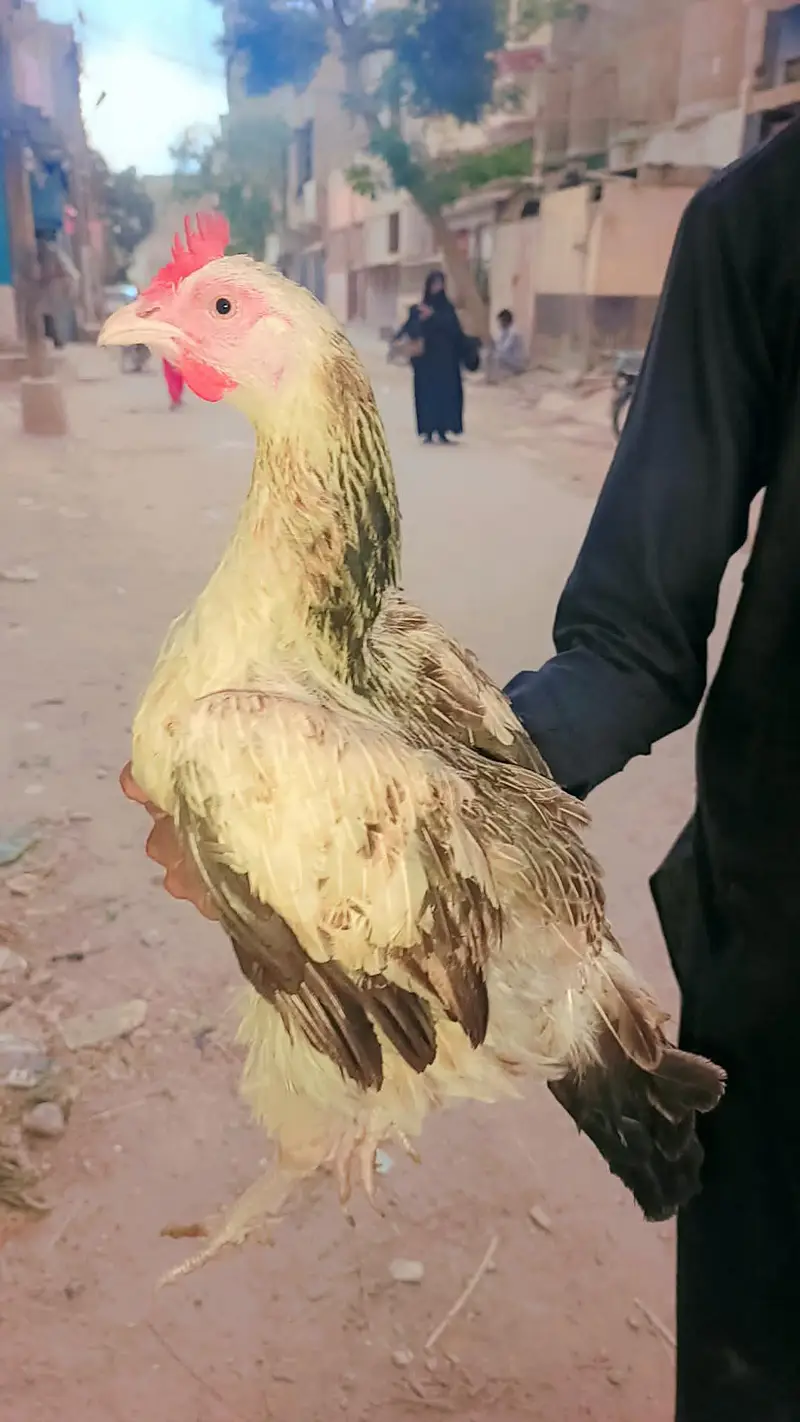 bhot hi payari murgi or murga hain — photo 5