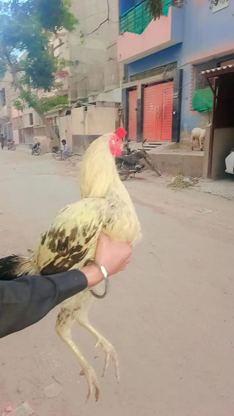 bhot hi payari murgi or murga hain — photo 9