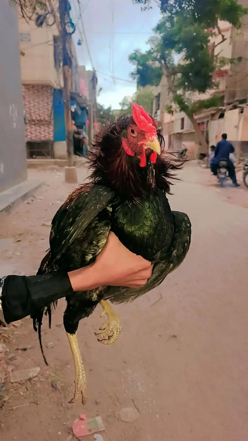 bhot hi payari murgi or murga hain — photo 12