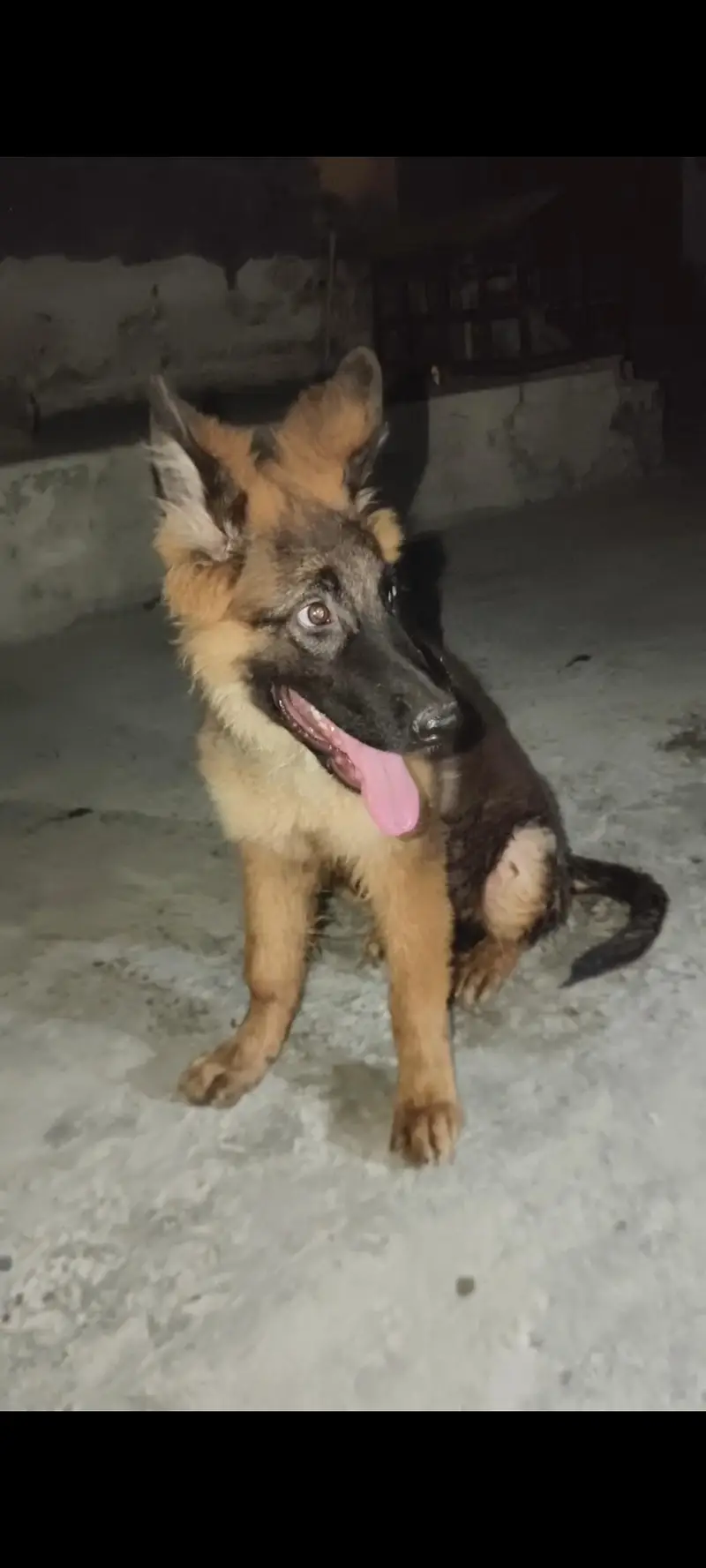 German Shepherd long coat puppy male — photo 5