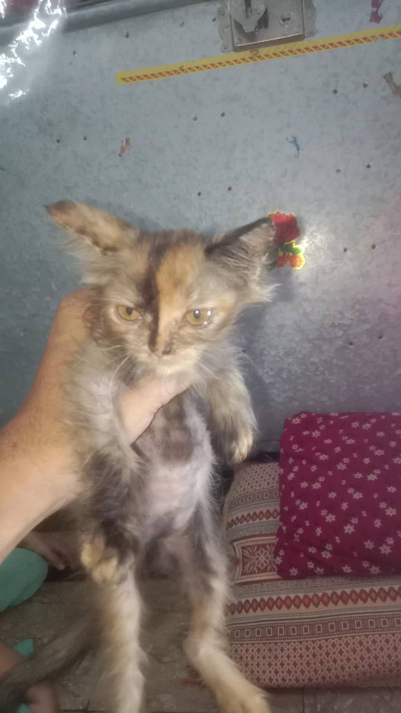 persion kittens 5