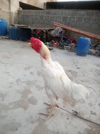 heera old bloodline