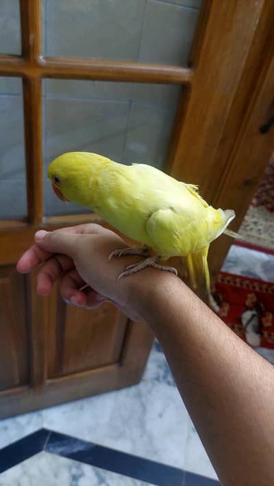 ring nikl raha hai bhot acha hand tame and ralking.