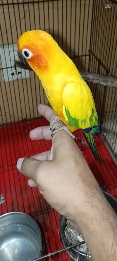 sun conure