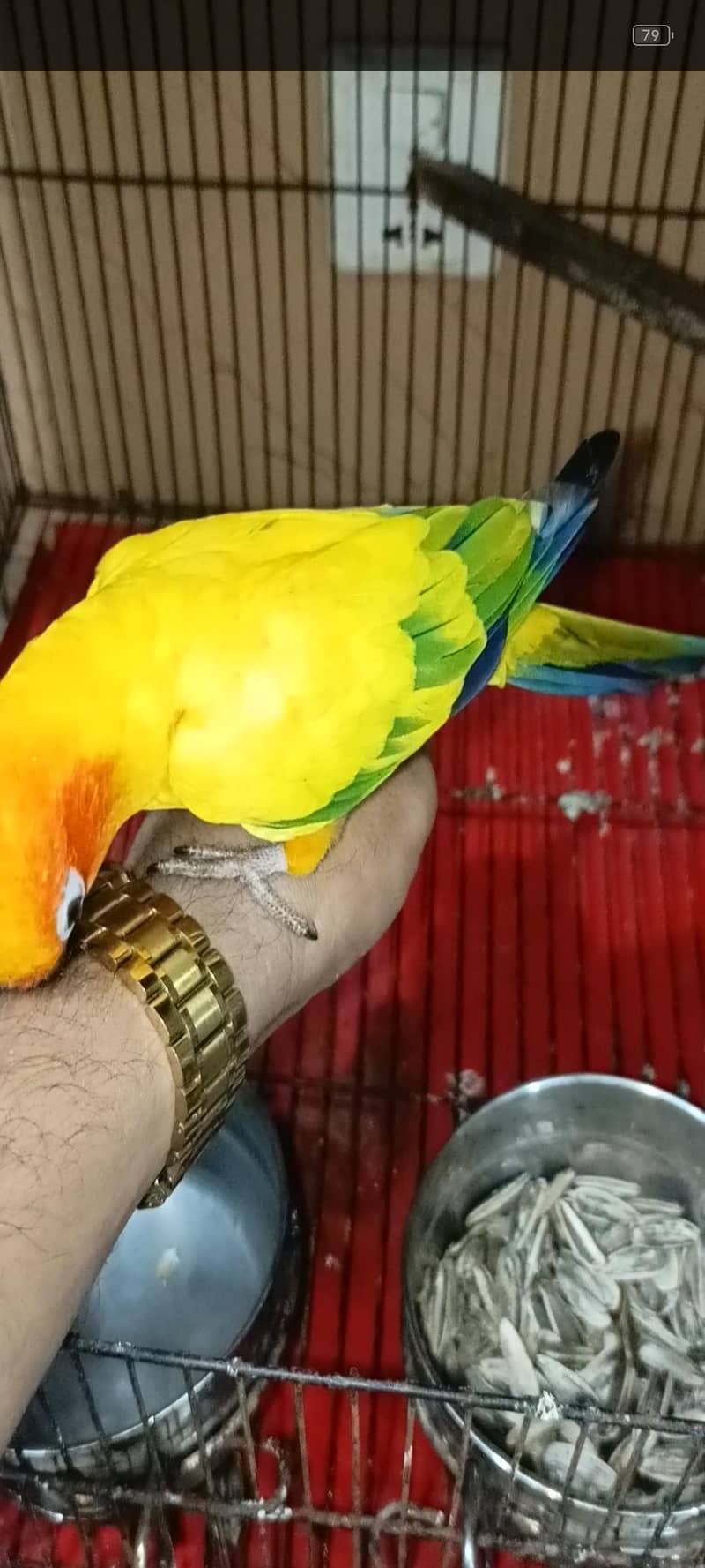 sun conure 1