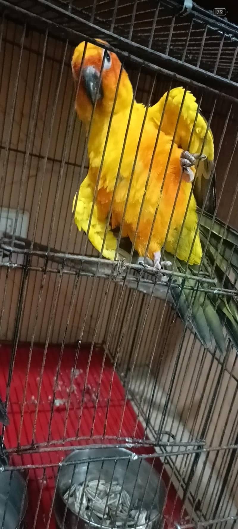 sun conure 4