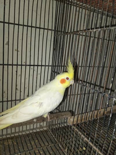 pied male        common white male