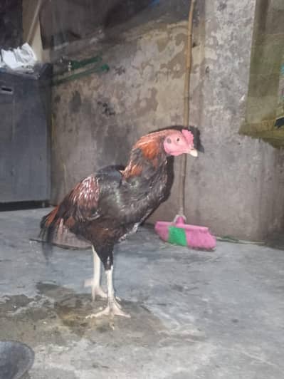 Aseel mianwali Patha Ghar ka pala hua || Aseel cock || 6-7 months age