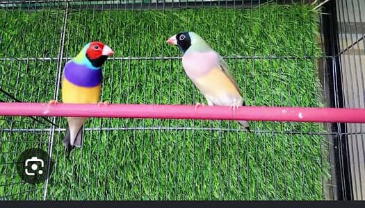 lady gouldian pair