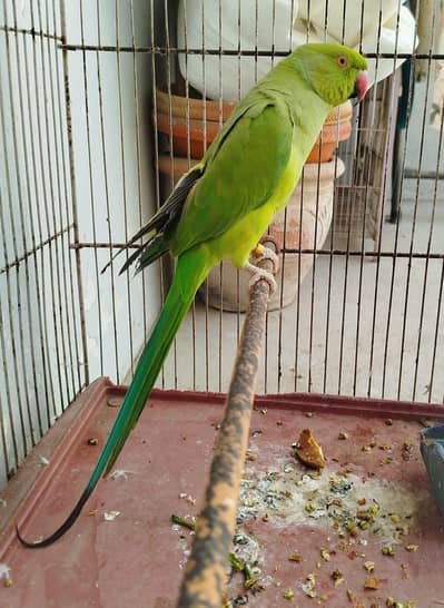 Female Green Talking Parrot for Sale