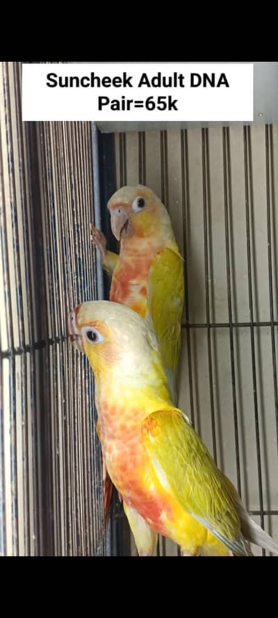 Sunconure | Red Moluccan Lory | Lovebirds | Blue Turquoise | Monk