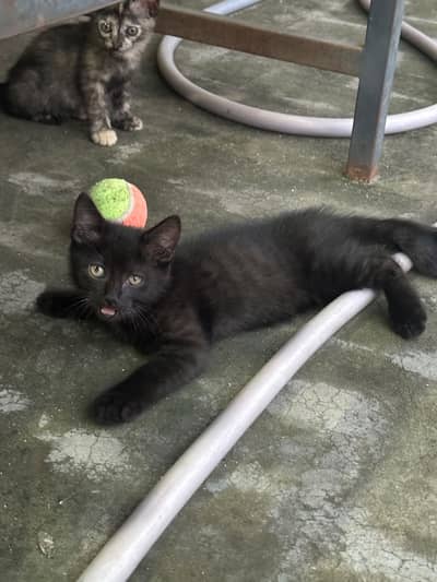Kitten up for adoption